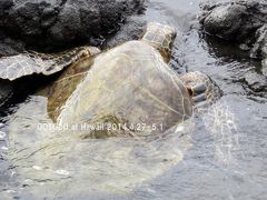 ハワイ島でウミガメさんに会いました。Green Sea Turtle from the big Island of Hawaii.