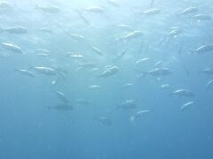 GWでもLCCで格安にセブへ!