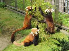 ＧＷレッサーパンダ紀行【６】 徳山動物園　急遽訪れたトワイライトＺＯＯで６匹の元気なパンダに会えました！！ そして、風花ちゃんは到津へ！！