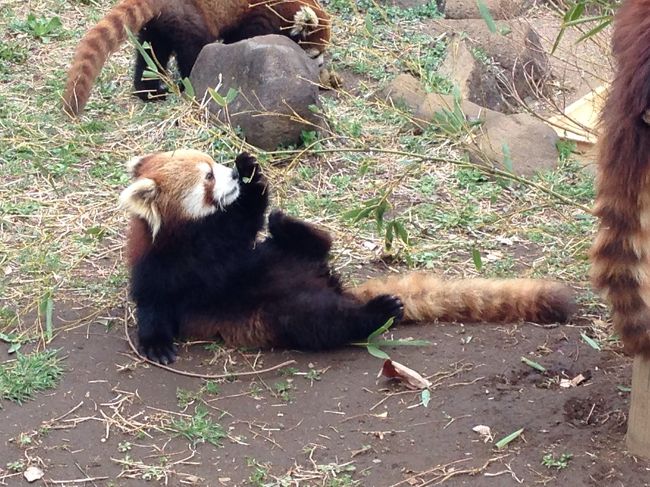 ず〜じゃん。にて、ご挨拶させていただいた市川市動植物園のレッサーパンダ担当さん。そこで3つ子たちの成長記録の発表や裏話などなど様々なお話を聞かせていただきました。<br />どうしても3月のうちに3つ子に会いたくて、行ってきてしまいました！