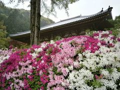 雨の中、関西花の寺・久安寺へ