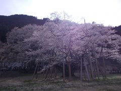 谷汲山、薄墨桜お花見