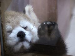 長野新幹線に乗って茶臼山動物園へ2014年のGW後半のレッサーパンダ詣（２）Red Panda 特集：屋内パンダはタイヨウくん・アンズちゃん・チャオくん・ノンちゃん