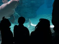 お出かけ　9年ぶりの名古屋港水族館