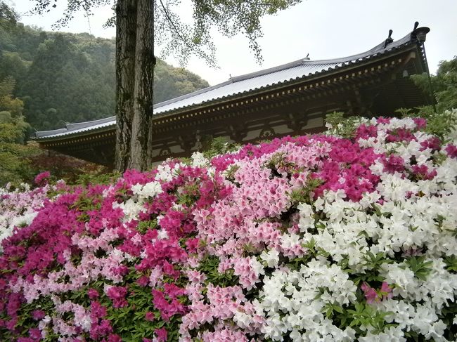 大阪・池田にある、関西花の寺第１２番久安寺（きゅうあんじ）は、四季それぞれに、きれいな花で楽しませてくれます。<br /><br />その四季の花のなかで、なぜか久安寺は紫陽花というイメージがあります。<br /><br />雨のなか、まだまだ紫陽花には早いのですが、出かけることにしました。<br /><br />やはり、紫陽花はまだ早く、ツツジがとてもきれいに咲いていました。<br /><br />【写真は、本堂と満開のツツジです。】