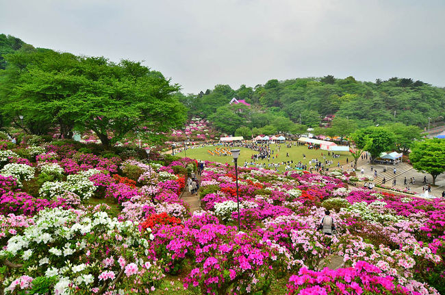 日本海随一のつつじの名所。<br />ここ数年は蕾が多いが、五分の西山公園に咲く5万株のつつじ。<br />赤、白、紫と色鮮やかな花のじゅうたんを背景に、いろんなイベント。<br />150年余りの歴史と美しい景観から、日本の歴史公園100選に選ばれる。<br />14種類の遊び機能をもったアスレチックフィールド『パンダらんど』。<br />西側公園は、かわいいレッサーパンダやリスザルなどがいる西山動物園。<br />東側公園は、鯖江藩間部公ゆかりの庭園を再現した嚮陽庭園。<br />西山と東山を結ぶ西山橋のすそ一面をうめつくす芝桜。<br /><br />今年の結婚式は、天候か予定が無いのかレッドカーペット無く<br />それで今回は、中央の芝生広場（噴水・お祭り広場）にて<br />吹奏楽フェスティバル in SABAE PRコーナー<br />10:30~ 消防音楽隊 11:00~ 武生東高校を撮る事にしました。<br /><br />本町周辺に設けられた歩行者天国の「にぎわい横丁」<br />ソバの屋台やダンス大会、もちの振る舞いがあった。<br />メガネも話の交渉しましたが持ち合わせ金が不足で断念。<br /><br /><br />開催日　　　2014年5月3日〜5日<br />時間　　　　10：00〜 噴水ライトアップ22：00まで、<br />　　　　　　ぼんぼり点灯22：30まで<br />場所　　　　西山公園、誠照寺周辺商店街<br />会場　　　　西山公園、地元商店街<br />住所　　　　福井県鯖江市<br />交通　　　　ＪＲ鯖江駅から徒歩20分 <br />ドライブ　　北陸道鯖江ICから国道8号経由で5km5分<br />駐車場　　　あり(無料300台)<br />料金　　　　無料<br />問合せ先　　0778-51-2800(鯖江商工会議所)<br /><br />国道158号を通って新丁トンネル→福井・鯖江へ→越前市<br /><br />去年同様、今年もこの時期に、ぶらり福井の旅<br />（1）九頭竜（福井）から越前大野城・シバザクラ<br />　　http://4travel.jp/traveler/isazi/album/10883409/<br />（2）鯖江（福井）日本海側随一の名所・西山公園つつじまつり<br />　　http://4travel.jp/traveler/isazi/album/10884275/<br />（3）越前（福井）第21回「式部とふじまつり」<br /><br /><br />＿／＿／過去の西山公園つつじまつり＿／＿／＿／<br />2013 鯖江（福井）西山公園つつじまつりと結婚式<br />http://4travel.jp/travelogue/10773035<br />2012 第52回「さばえつつじまつり」<br />http://4travel.jp/travelogue/10671589<br />2011 第51回「さばえつつじまつり」<br />
