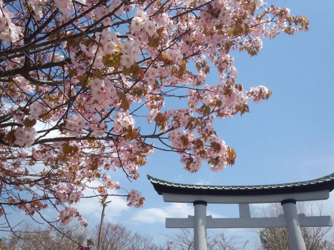 天気の良い朝だったので室蘭八幡宮の桜を見に行きました。<br />電車に乗って室蘭駅に到着、入江運動公園⇒八幡宮⇒ランチの一日です。