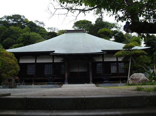 葉山町上山口にある新善光寺は浄土宗のお寺で不捨山摂取院新善光寺という。木造の阿弥陀三尊像を善光寺式(善光寺如来)に作って本尊としている。三尊全体の背後を大きな1枚の舟形光背がおおっている。これにより「一光三尊」と阿弥陀如来の印相(両手の示す形)が「刀印」(下げた左手の人差し指中指を伸ばし、他の指を曲げる)という独特のもの(善光寺形式の一光三尊)である。本尊は厨子に納まり、その前立ちとして銅造鍍金の阿弥陀三尊立像(元禄9年(1696年)銘)を祀っている。本尊は絶対秘仏で誰も見ることができないが、前立三尊如来は7年に一度のご開帳がある。<br /> 歴史書「吾妻鏡」によると新善光寺本尊は時の住職が気に入らないと観音像が横を向くとある。現在は正面を向いているという。<br /> 鎌倉幕府を開いた源頼朝が旗上げする前年の治承3年(1179年)、長野の善光寺は礎石のみを残して全焼した。幕府が開かれ、鎌倉時代になった文治3年(1187年)に、幕府から善光寺再興の沙汰がだされ、建久8年(1197年)、頼朝は,善光寺再建慶賛(仏像、経巻、堂塔などの完成を喜びたたえる仏事)に参詣し、善光寺如来の分身を請来した。随行していた執権・北条時政が、鎌倉・名越の山荘(場所は不明)に祀った。1年半後、頼朝は落馬が原因で亡くなり、善光寺阿弥陀如来と結びつける声があったことから、名越朝時が善光寺堂を建立し、新善光寺と称した。<br /> 18世紀に、大鵬和尚が本堂を一新し、ほぼ現在の姿になった。本堂は禅宗様式で、内陣が室町時代、脇外陣が江戸時代のものである、内陣、厨子、四脚門が県指定重要文化財になっている。また、寺宝としては、桜井増雄氏の「富嶽櫻図照」(内陣大欄間画)、石田粧春氏の「富貴花」(書院大襖絵)、など多数の美術品がある。<br /> 鎌倉・名越というのは鎌倉・材木座の弁ヶ谷の奥で、長勝寺裏にあたる辺りにあったという新善光寺のことであろう。NPO葉山まちづくり協会のWeb(http://www.hayama-npo.or.jp/hcsm/bunkazai/06.htm)には「鎌倉名越の善光寺」とあるがこれは間違いであろう。<br /> 山門には「秋の七草 第六番 藤袴の寺 新善光寺」の看板が掛かっている。春の椿や白木蓮に始まり、現在はつつじ、その後は山百合や紫陽花が境内を飾り、年中花が咲いている花の寺でもある。<br /> 太宰府天満宮や東京スカイツリーのお膝元の牛嶋神社のように牛の銅像があったが、「牛に引かれて善光寺」という訳ではなく、葉山牛の生産者が建てた「牛魂碑」であった。<br />(表紙写真は新善光寺本堂)