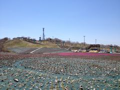 愛知・長野県境の茶臼山高原の「芝桜の満開」は、もう少し待って下さい(5/７現在)・・・・・5/27日現在は品種に寄りますが枯れ始めているようです。