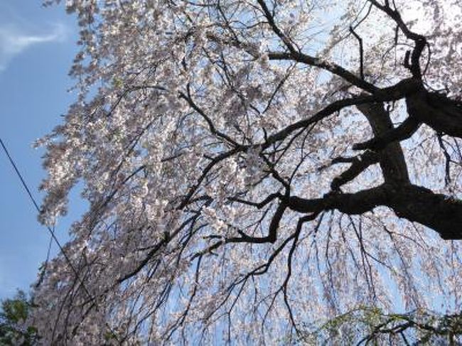 優雅な春の軽井沢・北軽井沢・浅間高原♪　Ｖｏｌ１　☆旧軽井沢を歩く♪