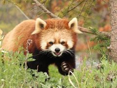 長野新幹線に乗って茶臼山動物園へ2014年のGW後半のレッサーパンダ詣（３）Red Panda 特集：屋外パンダは熟睡・風鈴ちゃん、フォトジェニック・サラちゃん、やんちゃなシンゲンくん、どっしりアジサイちゃんに、はじめましてタイチくん