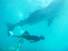 2014ＧＷ　セブ島でジンベイザメとシュノーケル