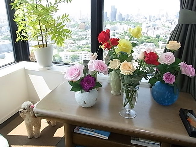 ゴールデンウィークはどこに行った？<br /><br />毎日ワンコ連れて桜田通り沿いの五反田花屋さんに行ってました。薔薇を毎回３本買うのです。<br /><br />なぜ、そんなに気にいってしまったのか〜<br />２週間くらい前、近所のおともだちがトルコキキョウの花束を持って家に遊びにきました。そのお花が素晴らしかった〜どこで買ったのってお聞きしたらそのお店だったのです。