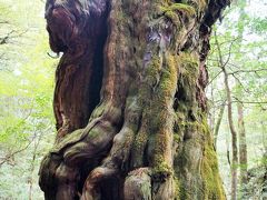 GW九州旅：屋久島編