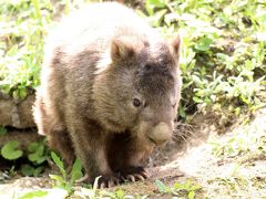 長野新幹線に乗って茶臼山動物園へ2014年のGW後半のレッサーパンダ詣（４）可愛いウォンバットから凛々しいライオンのペアまで動物いろいろ