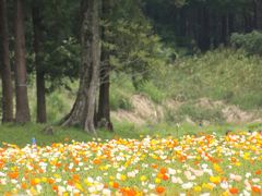 ゴールデンウィーク最終日はなじみのところで欲張りコース（２）しっとり新緑の森林公園でいつもと違うコースを廻る（後編）中央口からポピー畑を経て、古鎌倉街道を通って南口まで