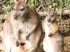 ゴールデンウィーク最終日はなじみのところで欲張りコース（４）埼玉こども動物自然公園（後編）外に出たワラビーの赤ちゃんからレッサーパンダのリリィちゃんとラテくんまで、驚きと癒しの動物たち