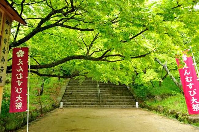 生命の息吹輝く新緑の季節<br />宮地嶽神社に続いて、太宰府天満宮・竈門神社・光明禅寺を訪れました。<br /><br />竈門神社は、人気の縁結びの神社のようですね。参拝客が多くてビックリ!<br /><br />そして御守り授与所がなんとも斬新な・・展望テラスも有って <br /> オォォ♪((*゚゚∀゚゚*))<br /><br />表参道・原宿辺りのブッテクみたい ワァ(・∀・)オ。・:゚*<br /><br />太宰府からは車でしか行けない所のようですが、<br />バスを利用して行きました。そんなに不便は感じませんでした。<br /><br />“光明禅寺” のお庭は新緑の色に何もかもが染まり、それは見事でした。<br /><br />シャクナゲの咲くこの時に訪れる事が出来 (*’▽`人)゚.:。+゚<br /><br />また一軒 通いたくなるお店と出会いました。<br />太宰府に有るフレンチのお店 その仕事の丁寧さに(*’▽`人)゚.:。+゚<br /><br />充実感あふれる 一日でした。<br /><br /><br /><br /><br />