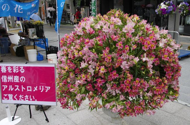 2014年5月5日　長野県 長野市　善光寺花回廊へ出掛けました。