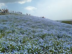 ひたち海浜公園・ネモフィラとあしかがフラワーパーク・藤の花＜１＞