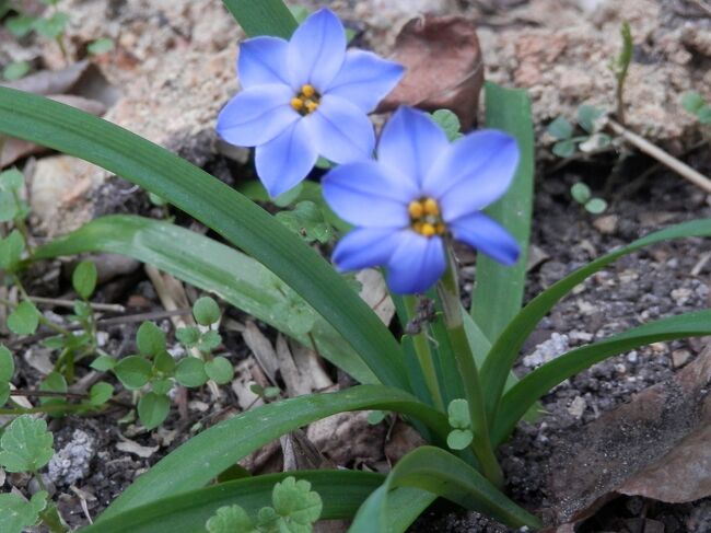 12土曜植えた覚えのない花が咲く