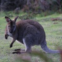 Wild & Fresh Tasmania 2014 秋 2日目後半 (デボンポート～ナラウンタブ国立公園)
