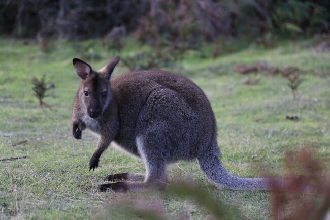 Wild & Fresh Tasmania 2014 秋 2日目後半 (デボンポート～ナラウンタブ国立公園)