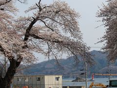 ひょっこりひょうたん島と満開の桜