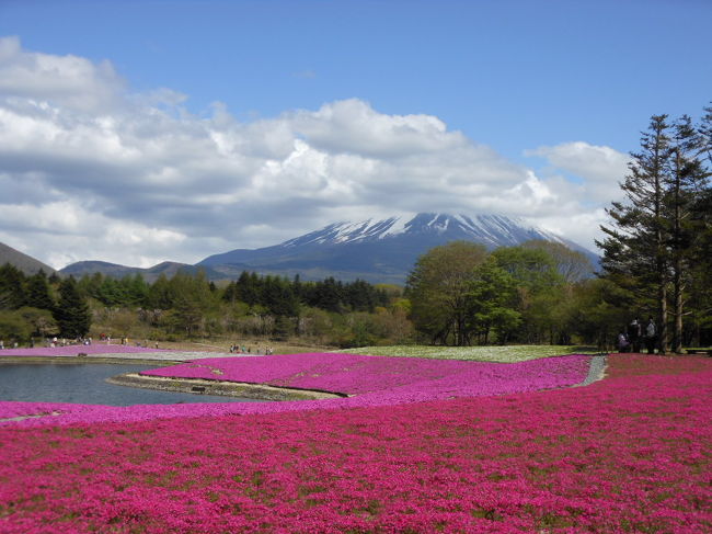 気候が良い５月。お天気が良いので日帰りで富士山方面にバイクで出かけました。<br /><br />本栖湖の周辺を走っていたら、なんだか賑わっている。芝桜の会場を発見したので立ち寄りました