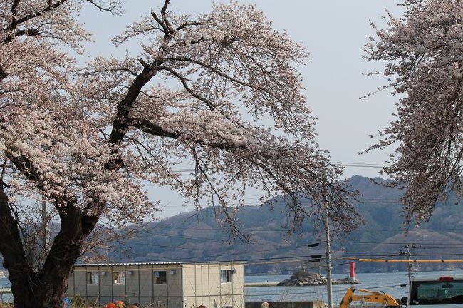東北にも遅い春がやってきました。<br />東日本大震災で海水に浸かりながらも毎年きれいに花を咲かせた小学校の校庭の桜は、<br />復興の嵩上げ工事のため、今年で見納めだそうです。<br />樹齢100を超えている老木ですが、見事に咲き誇っていました。<br />同じく復興工事のため、電線に黄色い防護管が目線をちょっと邪魔してますが^^;<br />小学校の桜とひょっこりひょうたん島のこの景色は、今年で最後でしょう。<br />寂しい限りです。