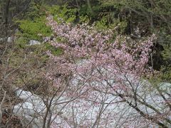 GW　雪の中の桜～仙人峠