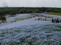 ２０１４年GW明け　見頃(後半)のネモフィラ 　ひたち海浜公園