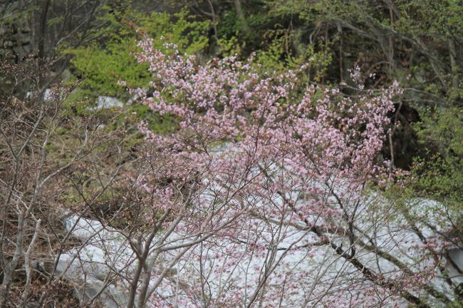 くぅぅ～！今頃は新幹線で和歌山から東京へ向かっているハズだったのに････(&gt;_&lt;)<br />いろいろと、緊急事態が発生し、GWの長期旅行がおじゃんになってしまいました。<br />どこにも出かけないのもナンなので、ちょっとドライブを。<br /><br />これがまぁ、思いがけず素敵な風景との出会いになりました♪