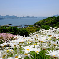 有明浜～フラワーパークうらしま～志々島の大楠