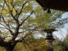 関善光寺と桜