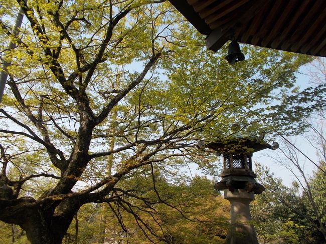 新境川堤での桜鑑賞後に訪れました。関川の桜並木散策とあわせて記録に残しておきたいと思います。