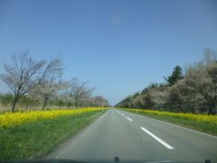 菜の花と散りゆく桜