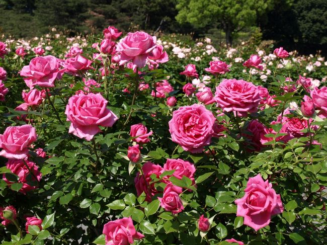 今日も快晴。須磨離宮公園で行われているローズフェスティバルへ行ってきました。<br /><br />沢山の種類のバラがあるので、ビックリ。6/29まで開催されていますよー。