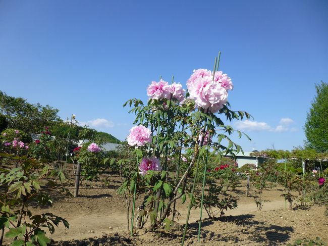 岩沼にある金蛇水神社で花まつりがありました。<br />神社の鳥居の先には藤棚が屋根のようになっていて，イスに座って休んでいる人もたくさん。<br />お参りしたら，蛇が彫られている？たくさんの石に財布をなでて，金運アップをお願いしました。<br />ながーくお参りしている方もいらっしゃいました。<br />そして神社のすぐ向かいには「ぼたん園」。入場料は２００円。<br />こんなに大きな花だとは思いませんでした。<br />赤，白，ピンクなどたくさんの色があってびっくり。<br />牡丹の花も天気がよくて気持ちよさそう。