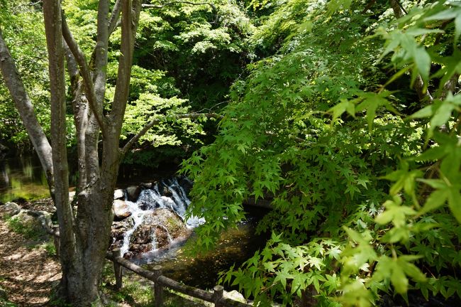 5月の新緑の季節に、箕面山荘「風の杜」の夜景や食事と箕面大滝に向かう滝道の川床料理を楽しみました！