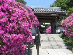 ’１４　鎌倉花さんぽ１　安養院の満開のつつじ～新緑の安国論寺～シャガの咲く妙本寺～本覚寺