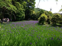 かきつばたが見ごろ　大田神社と上賀茂神社