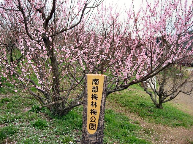 自治会のバス旅行で南部梅林、白崎海岸、醤油の町湯浅へ行ってきました。<br />