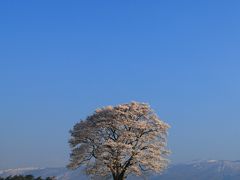 岩手・秋田　桜めぐり～小岩井農場の一本桜、日本国花苑