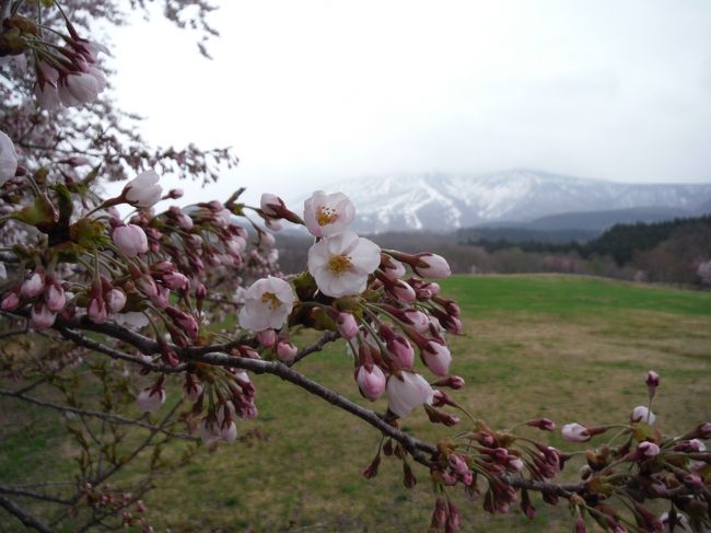 弘前城の桜を見に行ったついでに色々と回ってきました（＾＾<br />本日は八幡平方面へ！