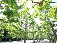 行き先変えて初夏の新宿御苑＆上野動物園へ（１）巨大樹あふれる新宿御苑でおNewの超広角ズームレンズにチャレンジ！