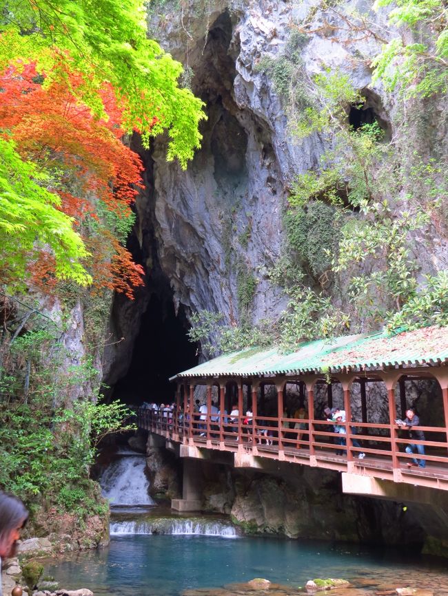 5月の連休は、大分の実家へ帰省し、<br /><br />その後、山口、広島への旅行をしました〜<br /><br />秋芳洞と秋吉台は初めてです。<br /><br />初日は、小倉からレンタカーを借りて、秋芳洞・秋吉台の観光をし、萩に宿泊しました。<br /><br />二日目は、萩の観光と萩焼まつりを楽しみ、宮島口に宿泊です。<br /><br />だんなさんが、広島から単身赴任先の松山に帰るので、“それなら”と宮島への再訪を加えました。<br /><br />山口、広島・・・２泊３日の旅行です〜<br /><br /><br /><br />