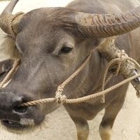 竹富島一人旅～梅雨の時期～