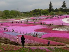 今年も来ました‘‘４０万株の芝桜‘‘秩父・羊山公園