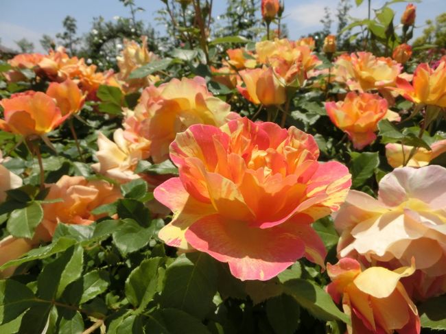 バラの轍（わだち）　平塚花菜ガーデン（イングリッシューローズとつるバラの波）　2013年5月12日